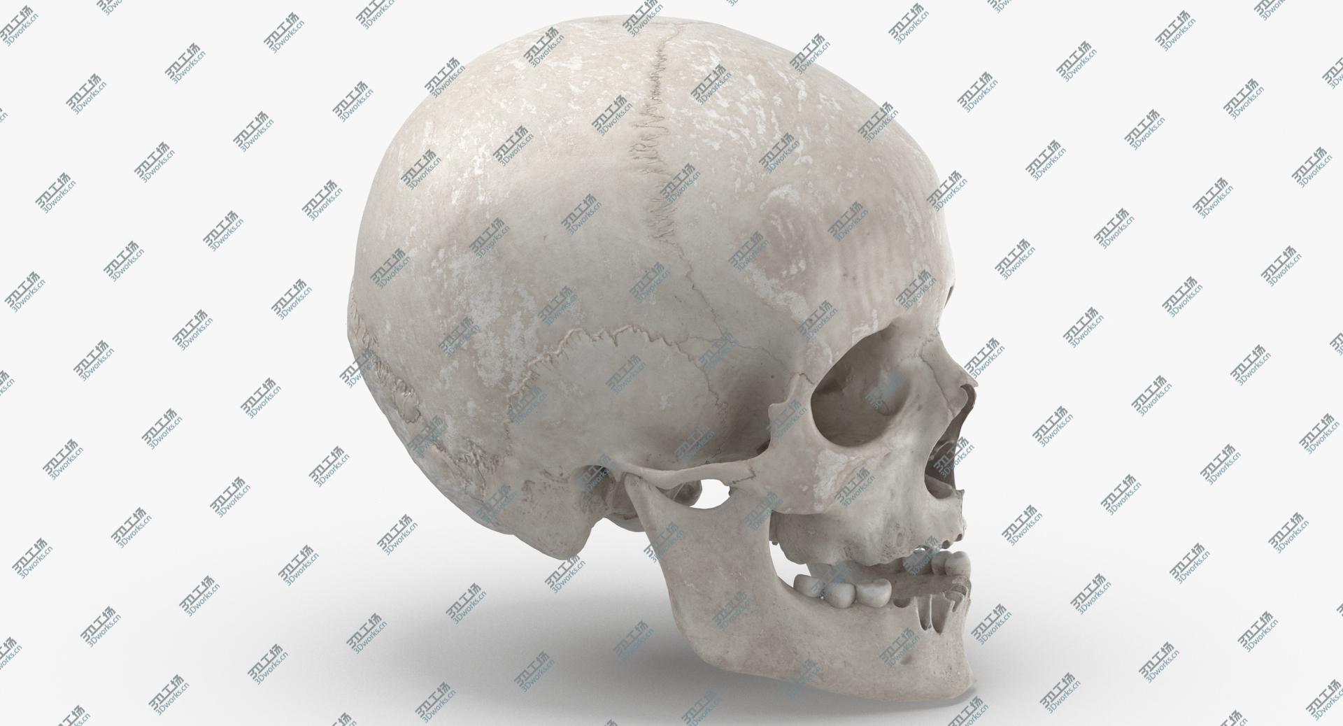 images/goods_img/202105073/Real Human Female Skull With Jaw Damaged 02 White 3D model/3.jpg